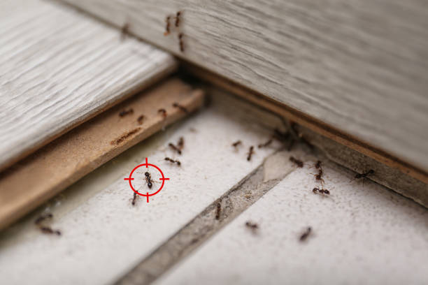 Best Affordable Pest Control Services  in Union City, GA